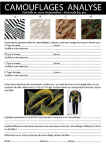 Analyse-Camouflage.jpg (271670 octets)