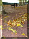 quais, feuilles de platane, 11/2007 (125874 octets)