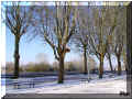 les platanes (101839 octets)