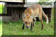 le banc et le renard (55026 octets)