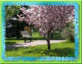 iberville, enfin le printemps (55176 octets)
