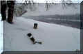 Rivire, 37, France, de la neige au bord de la Vienne, hiver 2006 (98827 octets)