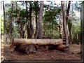 st_benoit_acro_branche : quelques troncs, 09/2006 (95136 octets)