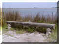 parc ornithologique du pont de Gau, camargue, 04/2006 (83617 octets)