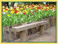 floralies, des tulipes de toutes les couleurs (55086 octets)