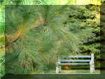 Granby Lac Boivin (48147 octets)