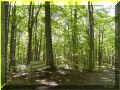 oka, avril 2005 (61259 octets)