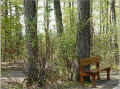 au pied d'un grand arbre (54968 octets)