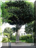 le tilleul, Tours, place frumeaud (83981 octets)